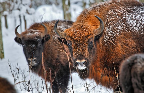 El invierno es es ideal para fotografiar a los bisontes