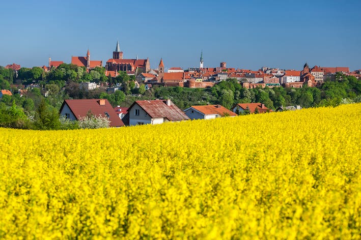 Foto di un campo di colza; sullo sfondo la città di Chełmno