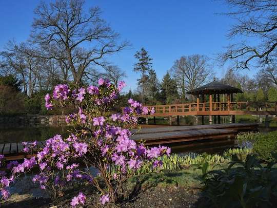 Immagine del Giardino Giapponese del Parco a Breslavia, fiori e ponte