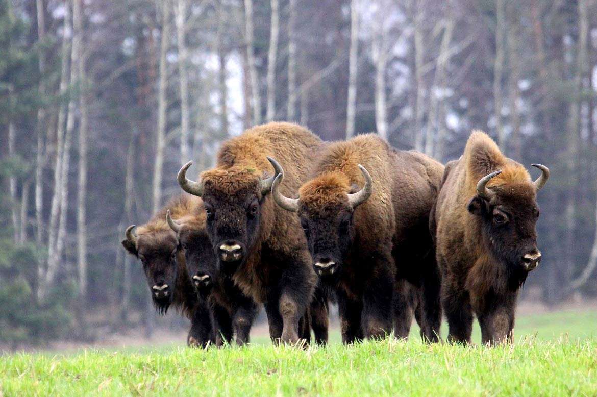 비아워비에자(Białowieża) 국립공원